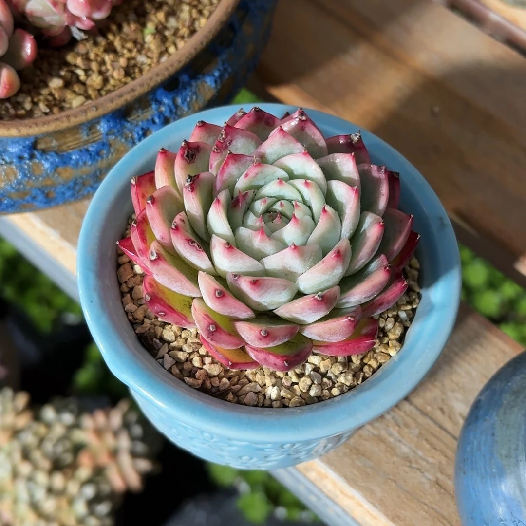 粉水晶多肉蓝色圆盆