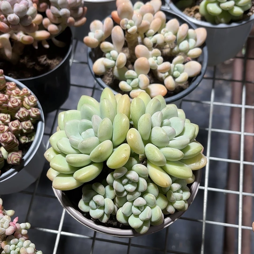 泡泡糖多肉整群11㎝盆