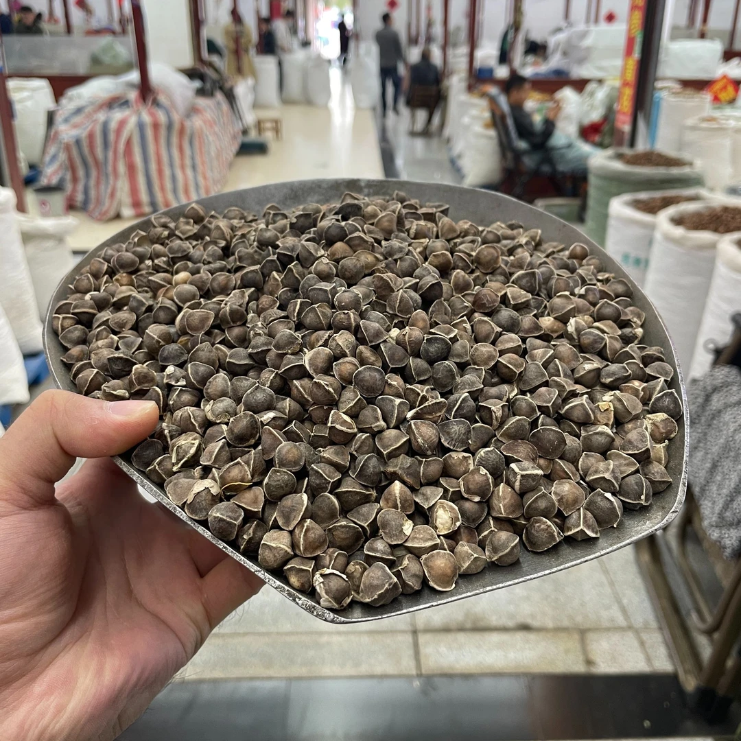 辣木籽 精选云南饱满大颗粒 搭配枸杞滋补