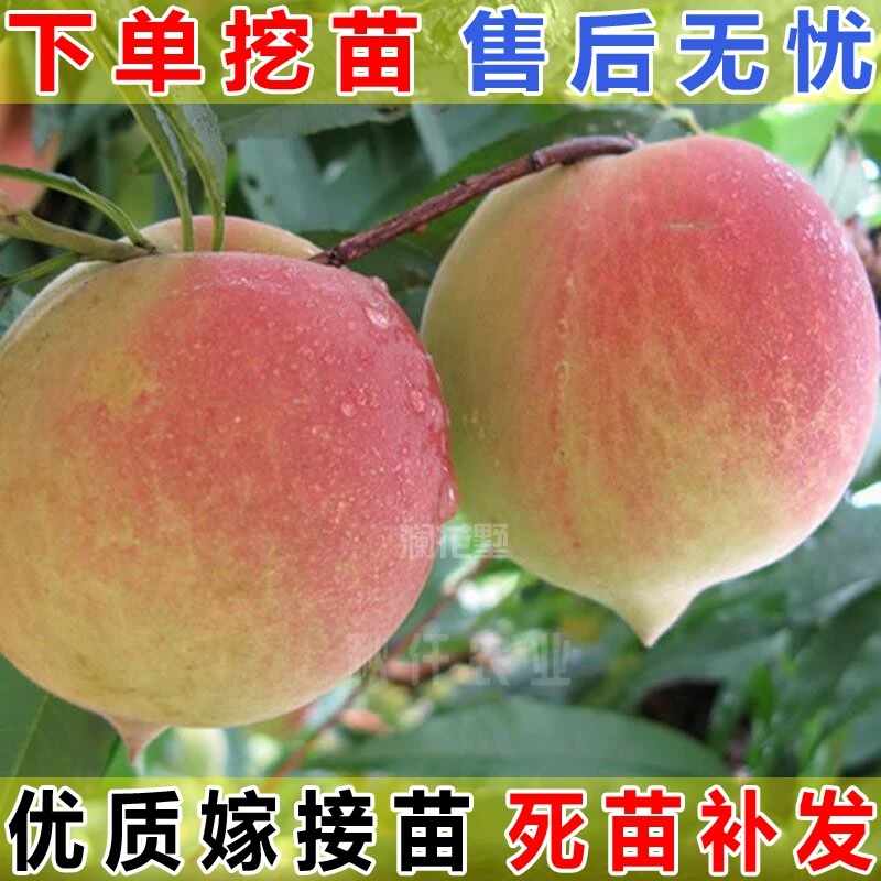 嫁接桃树苗鹰嘴桃树苗盆栽地栽桃树苗南北方种植果树苗当年结果
