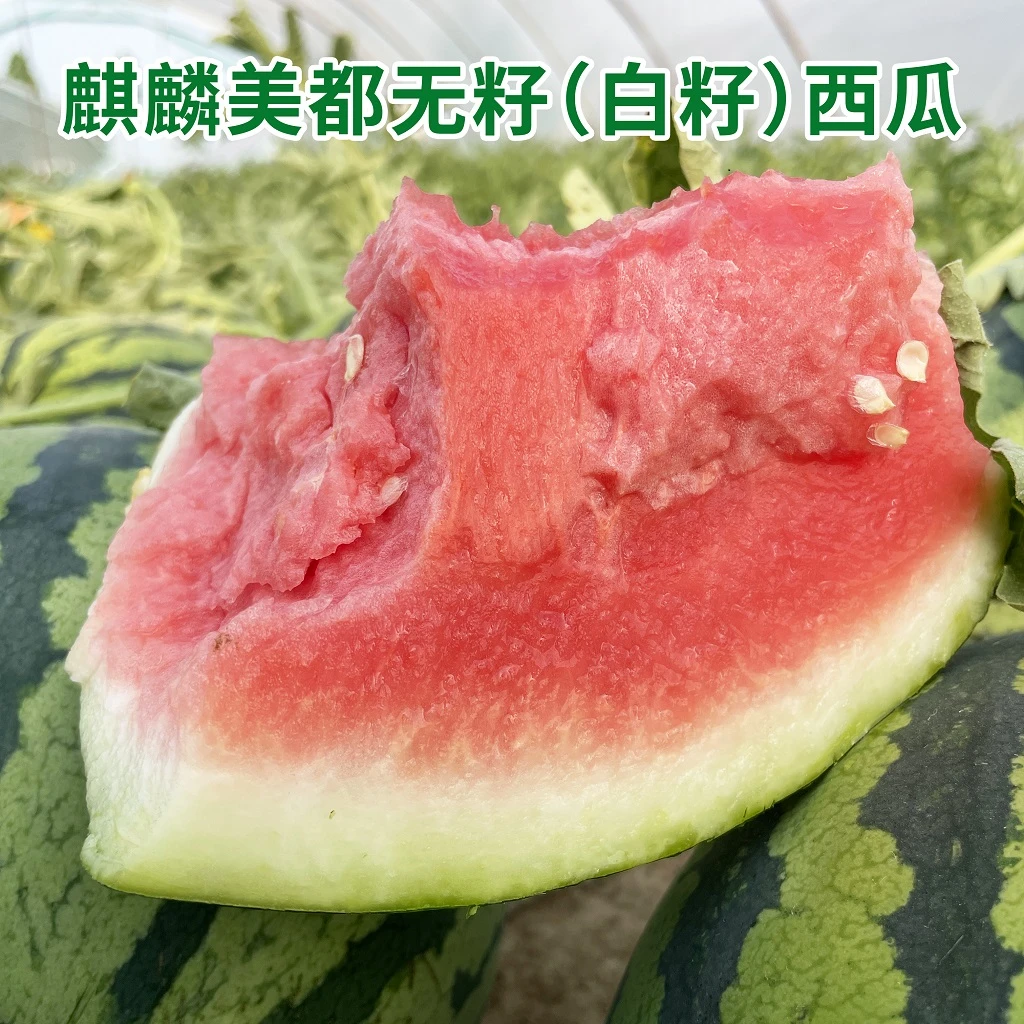 下雨没瓜盐城麒麟美都无籽（白籽）大西瓜（期待甘肃）