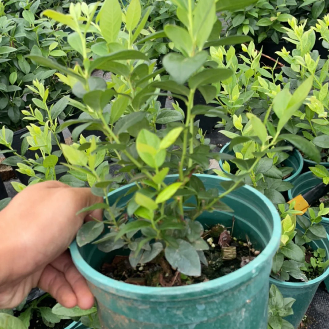 优瑞卡蓝莓苗基质土加仑盆原盆原土发货