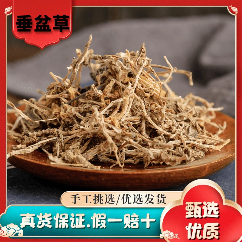 三健堂正宗【垂盆草】高品质甄选 垂盆草可食用 吊兰绿化垂盘草