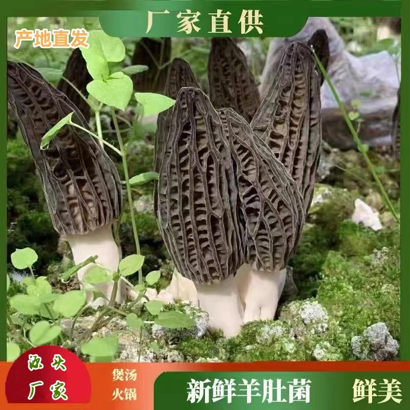 惠优臻品贵州高原羊肚菌500g新鲜现采菌菇煲汤营养食材食用珍品菌