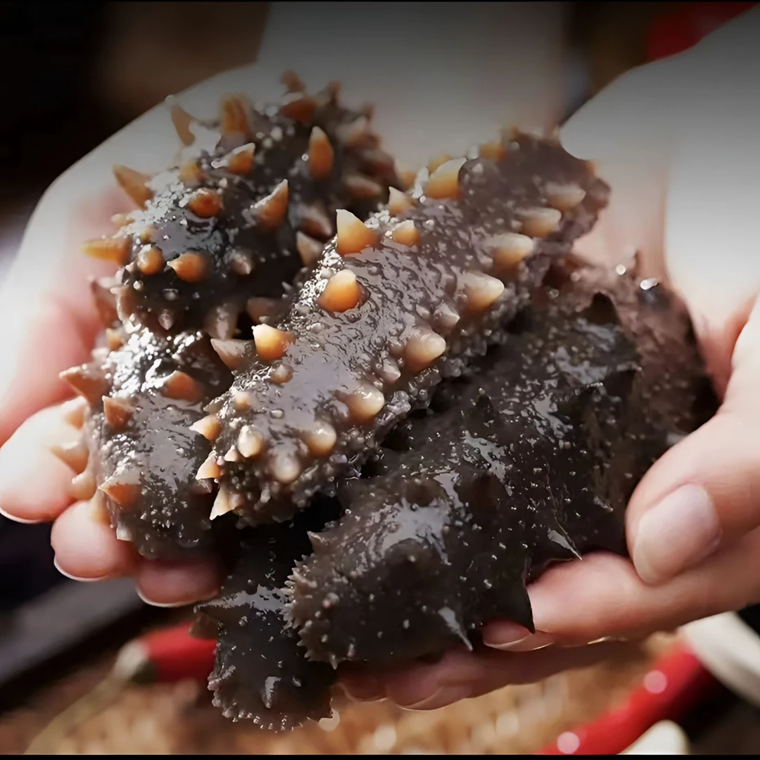 【试吃两头】买40头送20头大连底播参即食海参工厂直发