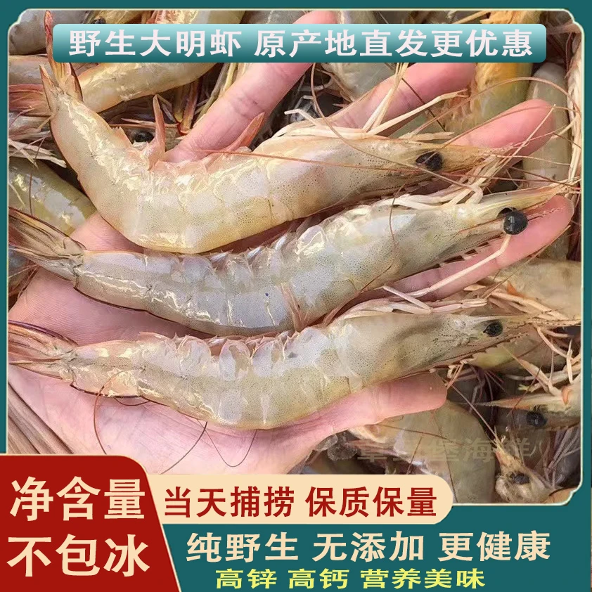 北海野生明虾码头直供白刺虾白虾净重不包冰优质白虾冷冻速发