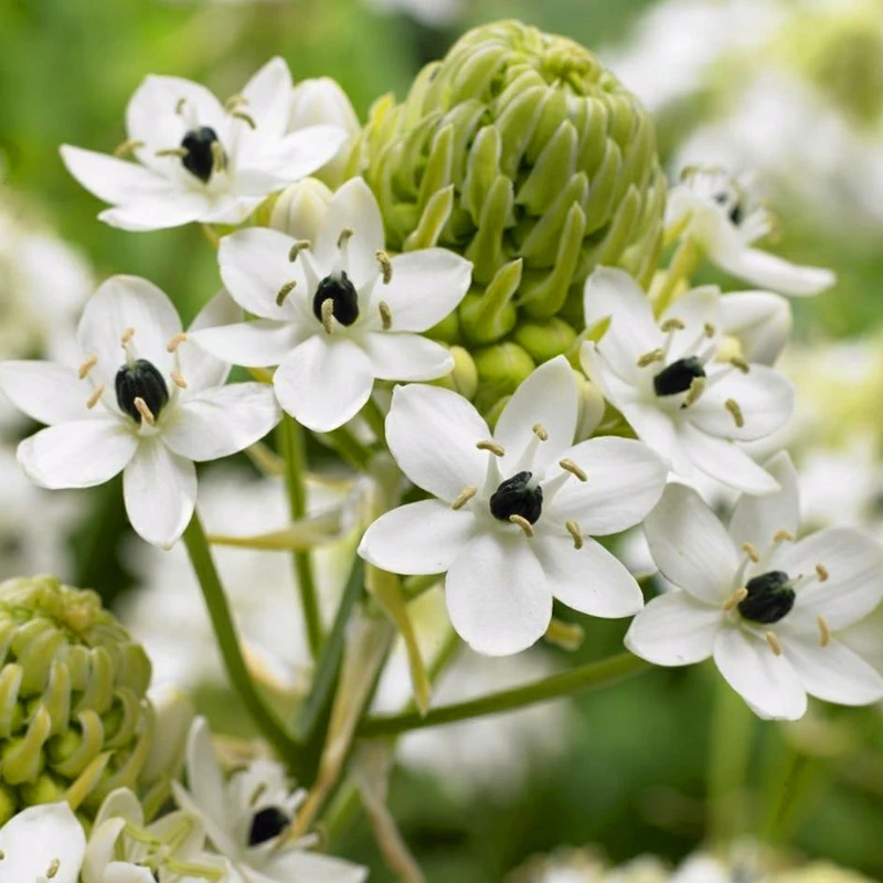 （沃柚园艺）天鹅绒 伯利恒之星 虎眼万年青 种球 多年生 耐热