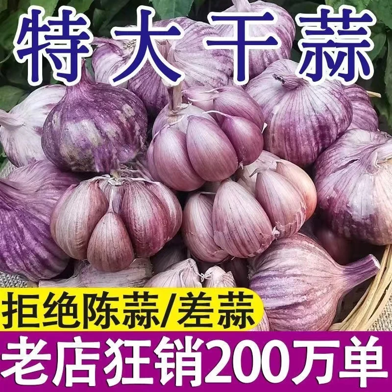 亏本甩卖】2023紫皮大蒜9斤新干蒜子新鲜100克大蒜头优质蒜头批发