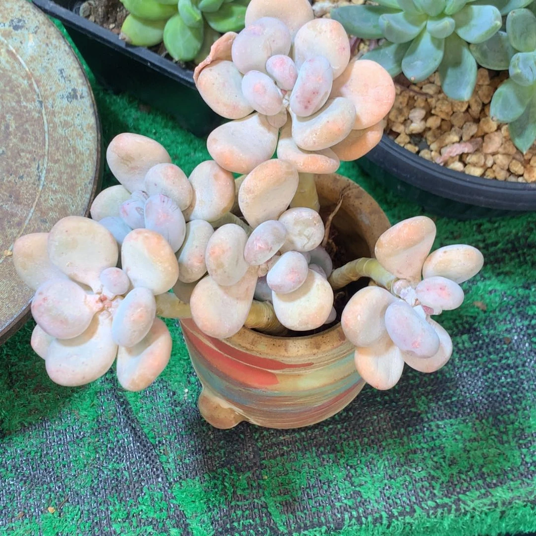 大叶奶酪一物一拍