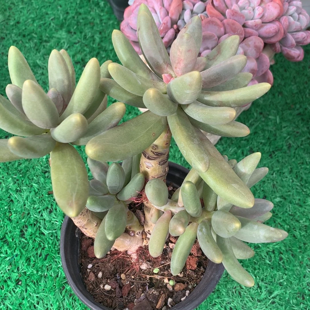 糖果美人老桩一物一拍