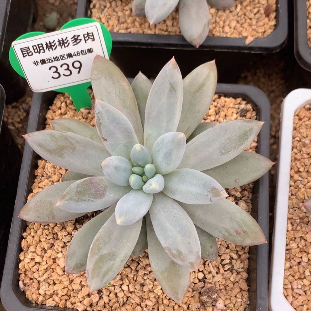 哥特萝莉无砍单头339