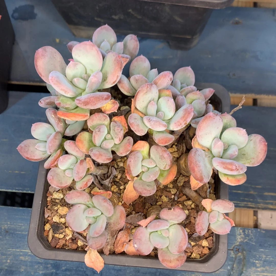 灰姑娘老桩一物一拍