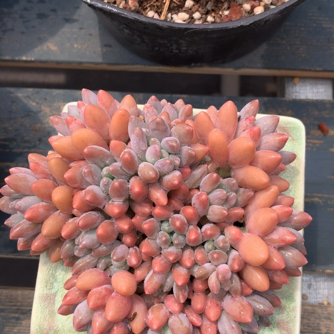 星黛露老桩一物一拍