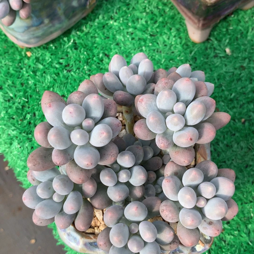 汤圆无砍一物一拍