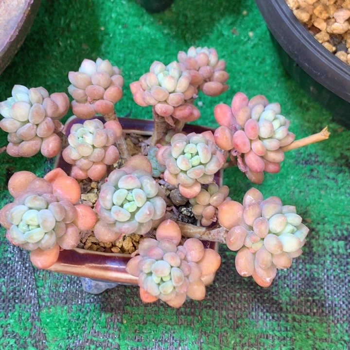 鱼子酱老桩一物一拍