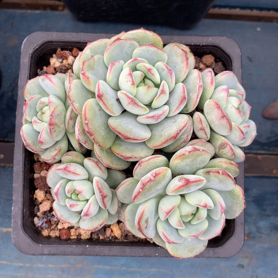 香草老桩一物一拍