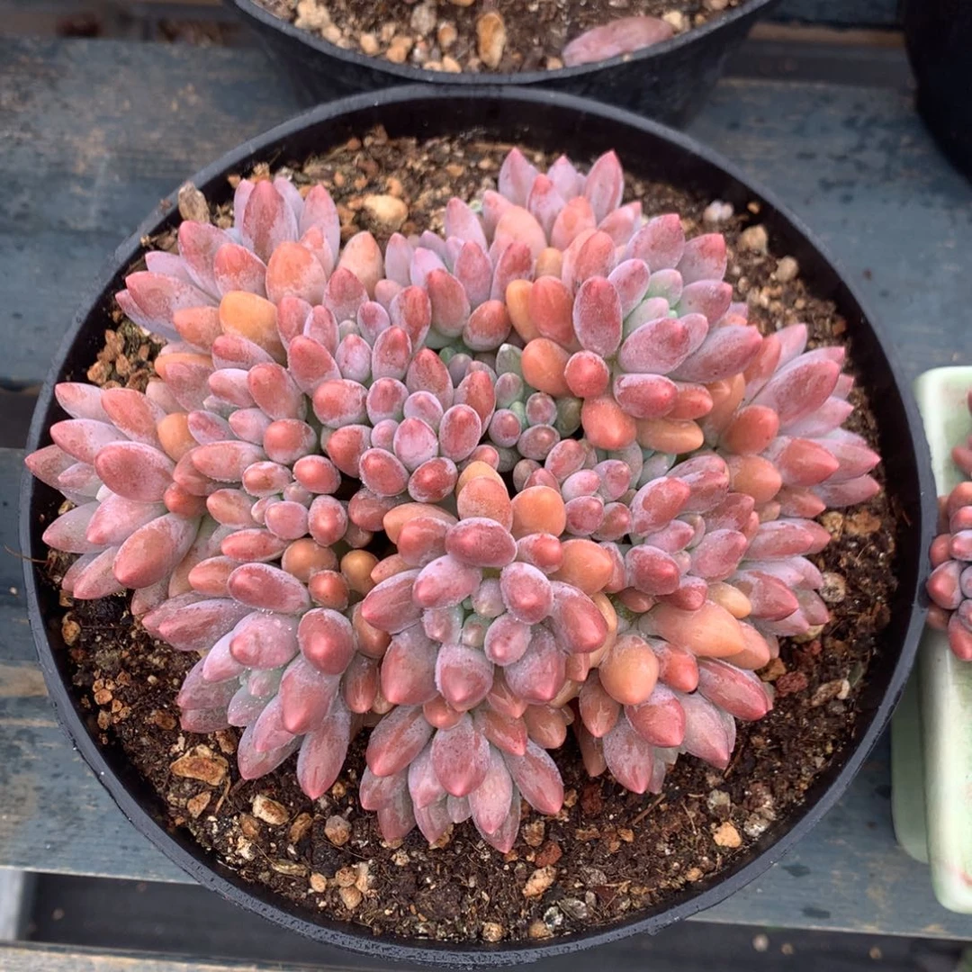 星黛露无砍一物一拍