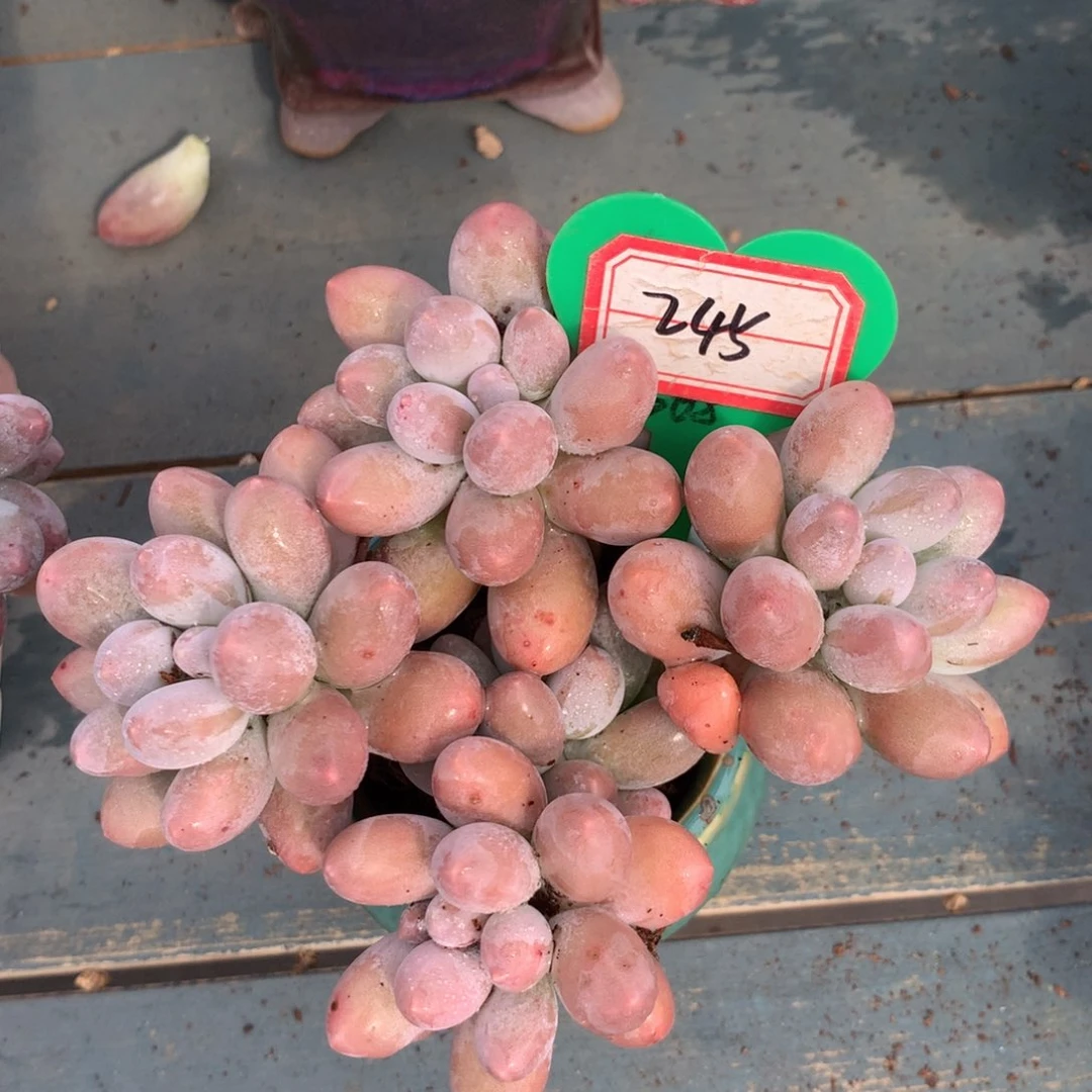 谢**月汤圆老桩无砍245