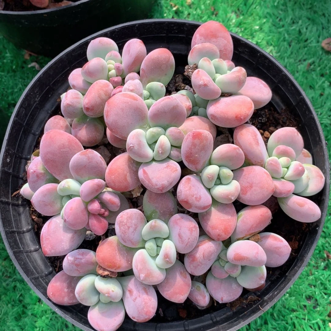 红洛神无砍一物一拍