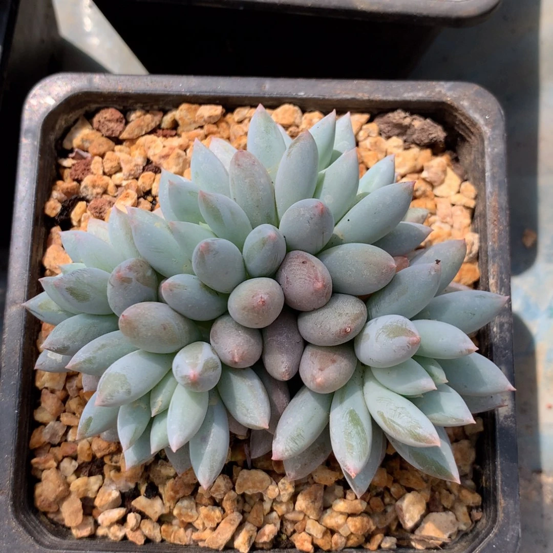 所罗门无砍一物一拍