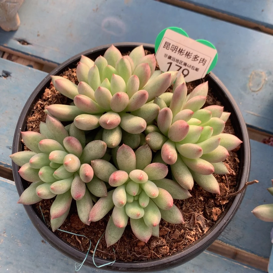 c***f岩字无砍一物一拍179