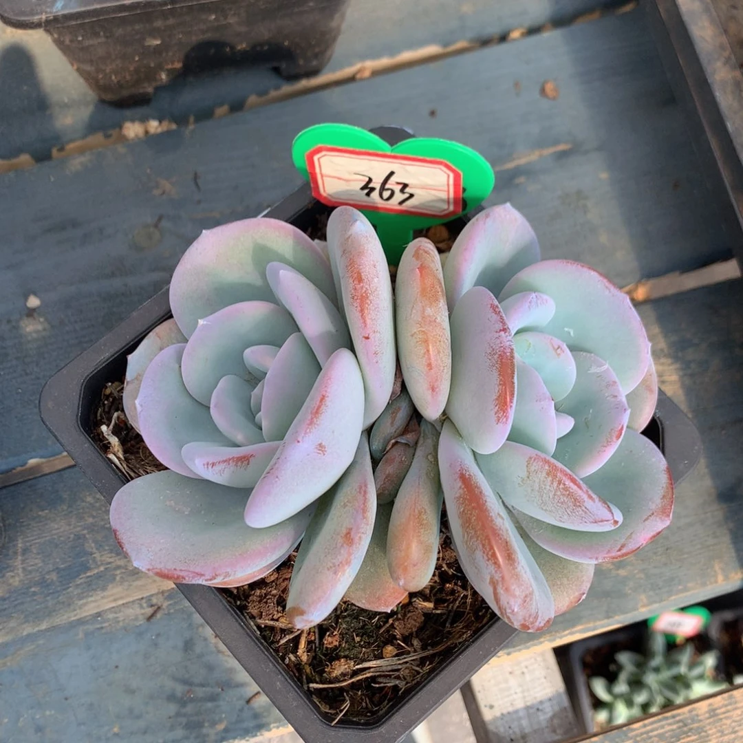 ?奶茶老桩无砍363
