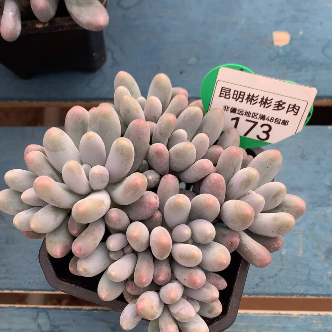 汤圆无砍老桩平头173