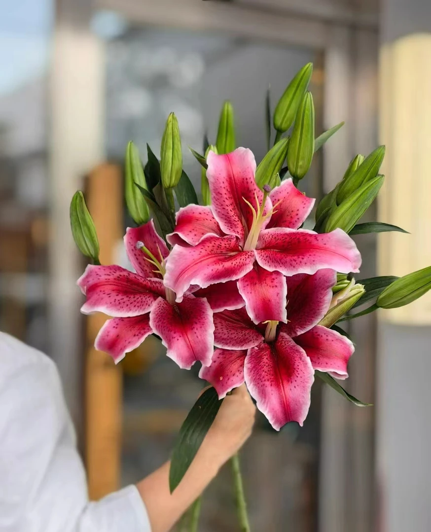 《右芊：浓香大花苞黑美人香水百合》 云南鲜花基地直发新鲜采摘花苞