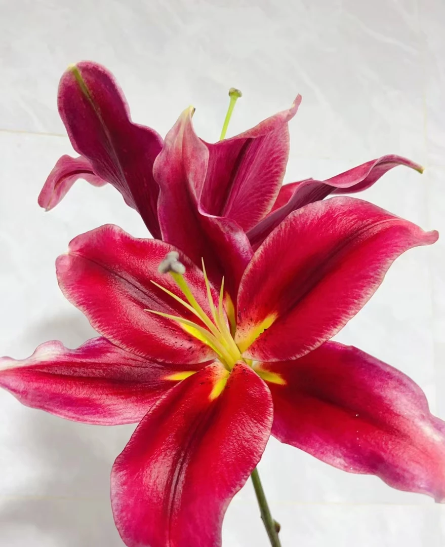 《右芊：大花苞永恒的爱香水百合》云南基地直发花束水养鲜花同城速