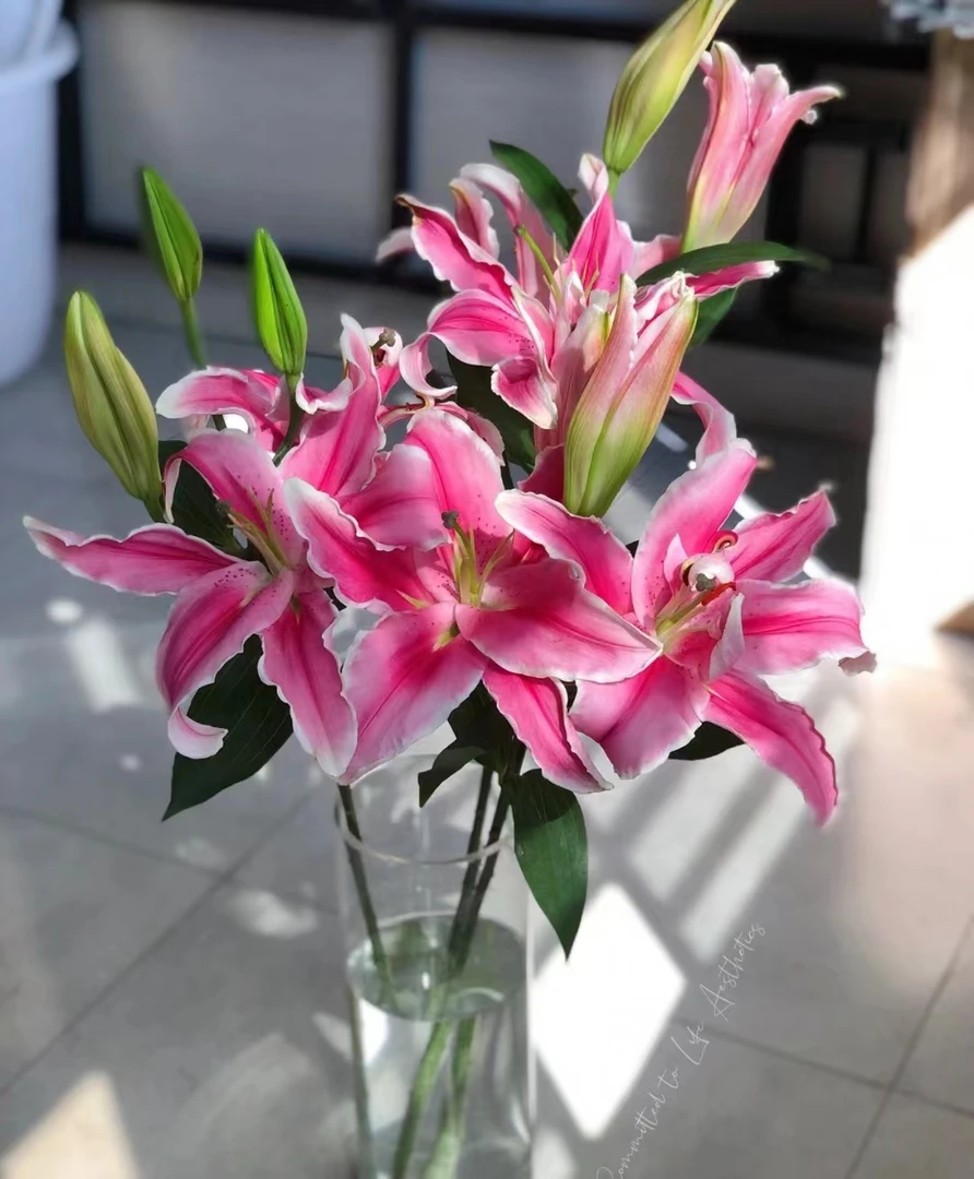 《右芊：清香马龙百合》粉色环境变化对颜色香味有影响（不支持退货）