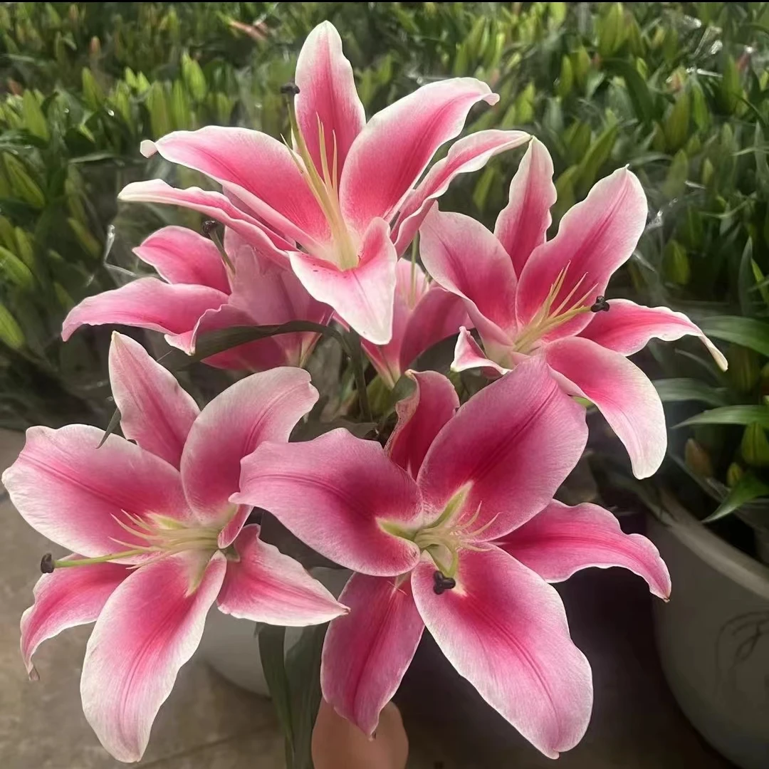 《右芊：大花苞中国红香水百合》云南直发新红色水养鲜花适合家插花