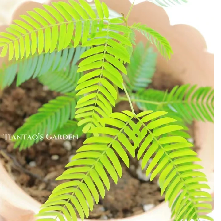 密叶猴耳环室内热植好养网红神奇植物晚上闭叶白天开叶四季常青