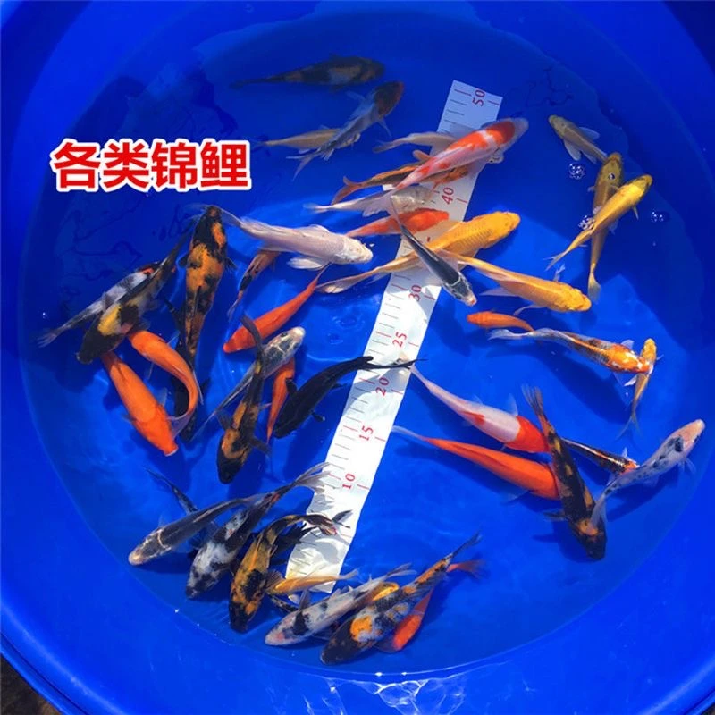 纯种精品锦鲤鱼苗观赏鱼红白大正昭和锦鲤混 渔场直售 改价链接