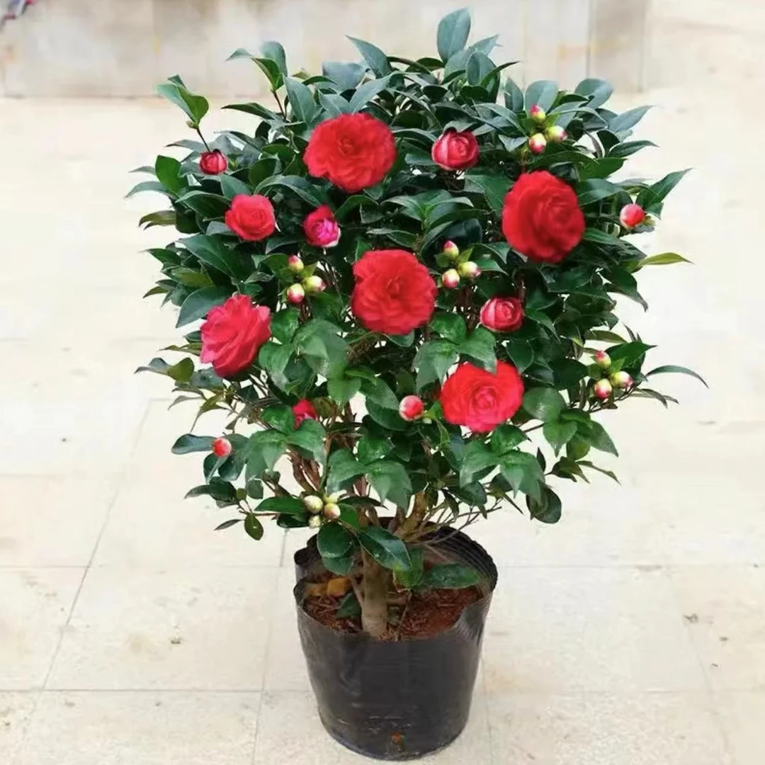 盆栽带花苞室内花卉阳台苗好养绿植四季长青