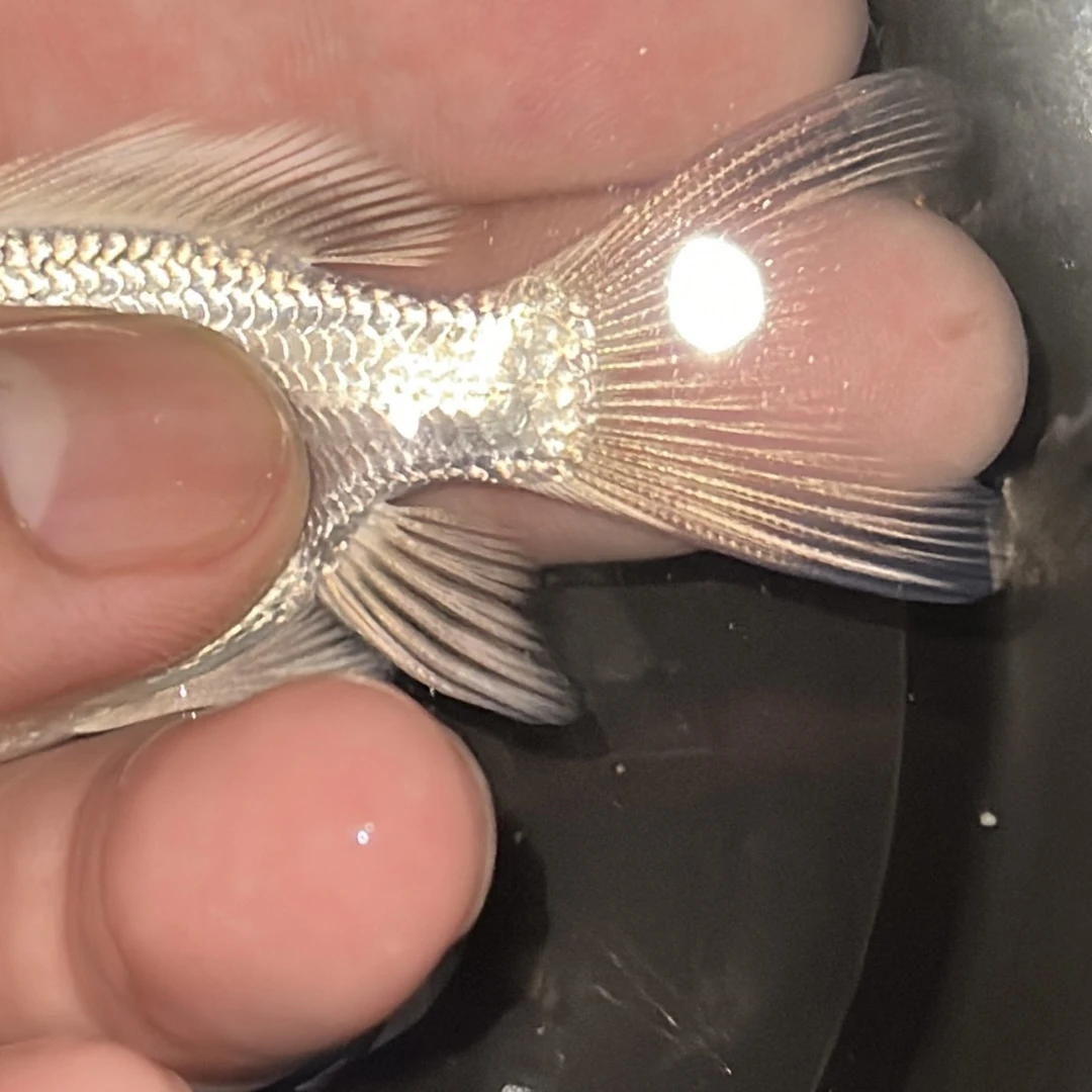 直播蝴蝶鲤 观赏鱼 广温鱼