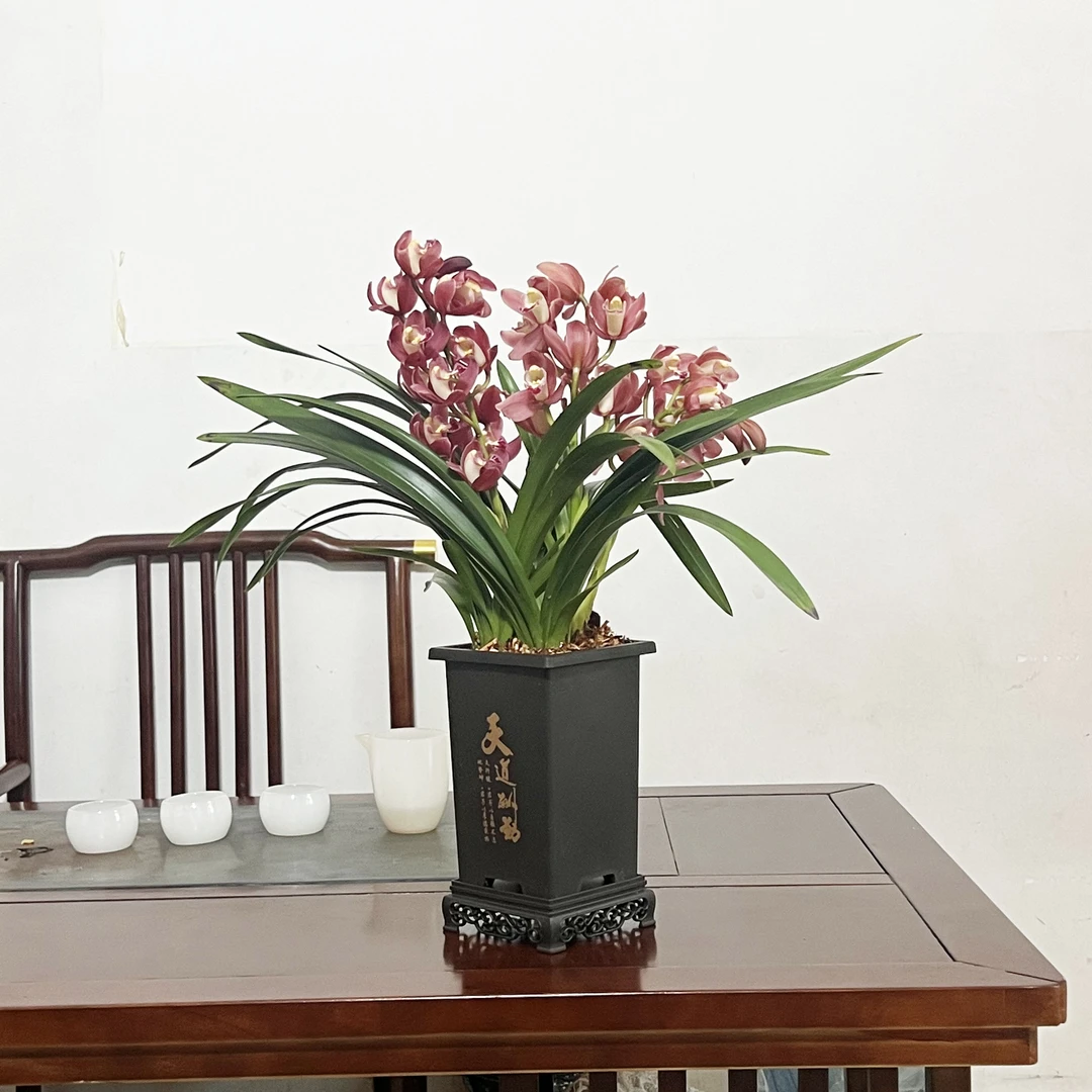 大花蕙兰红宝石带花剑花苞兰花场基地发货开花浓香型