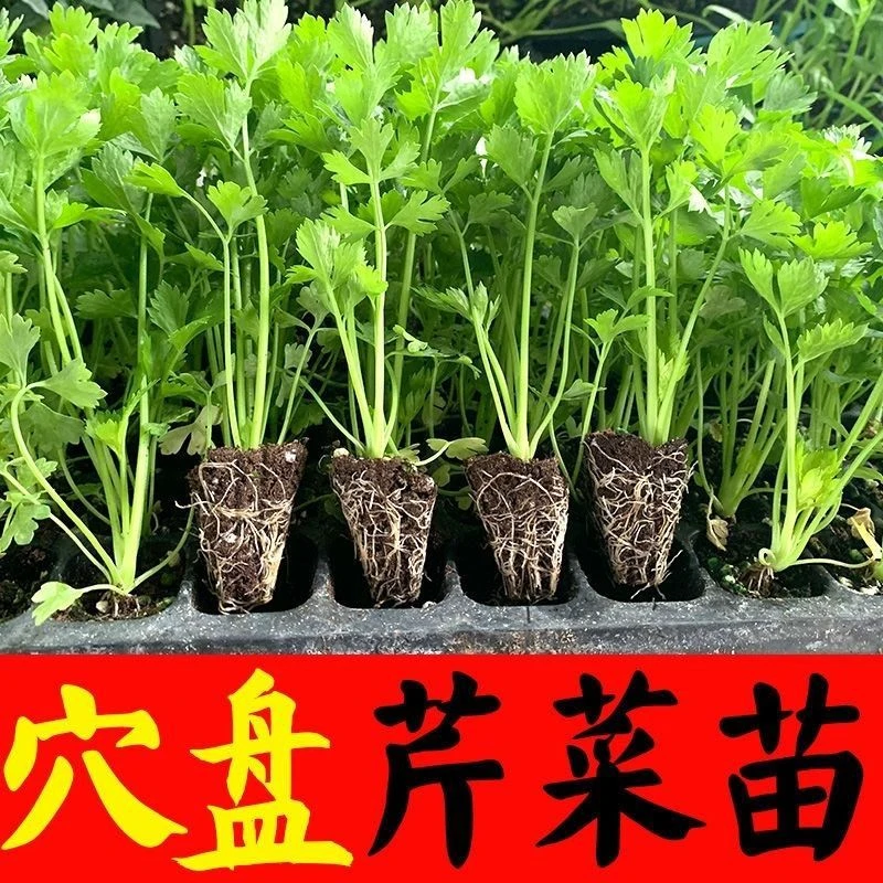 芹菜苗四季香芹水芹西芹种子秋季盆栽阳台蔬菜种籽孑幼苗秧苗带土
