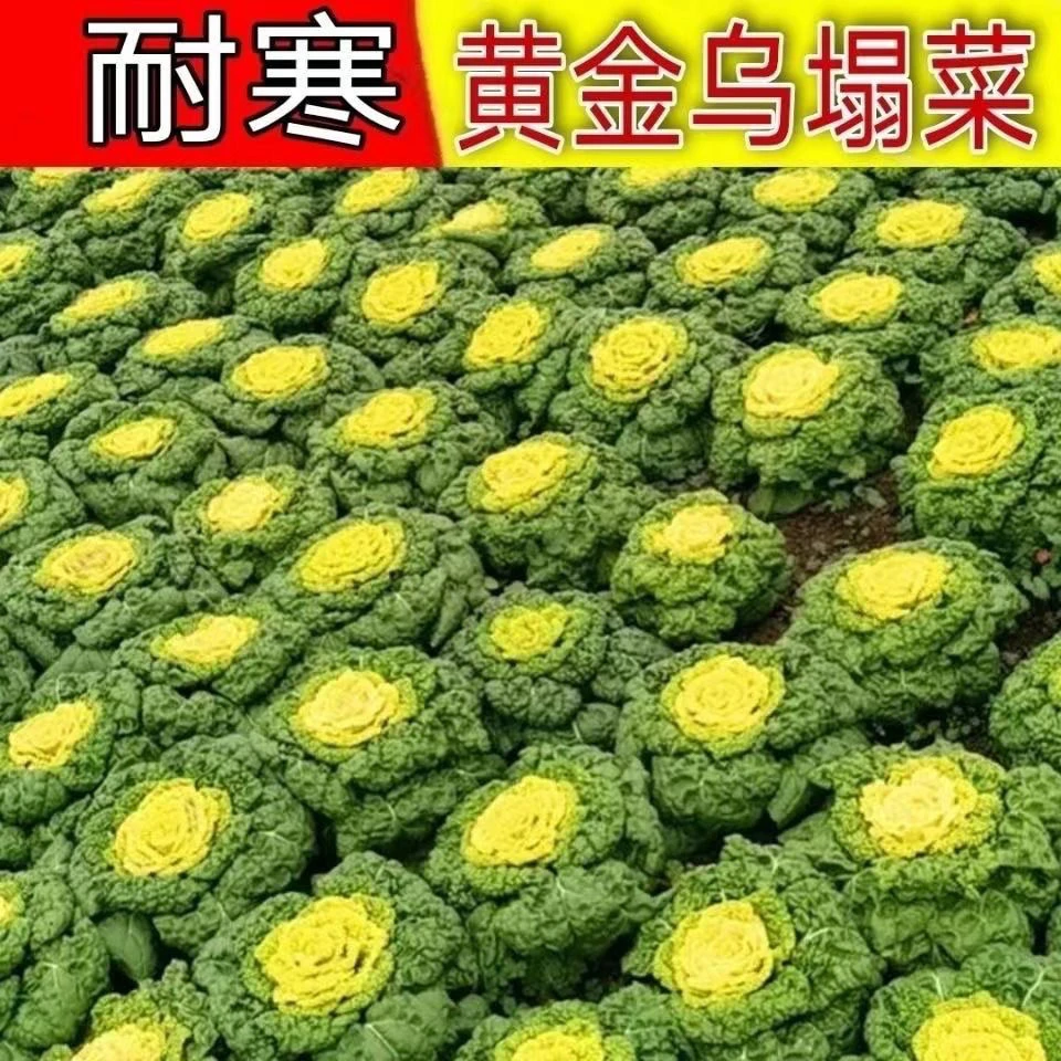 黄心乌塌菜种耐寒黄心菜种菊花心菜种易种黄金乌蔬菜种包邮营养