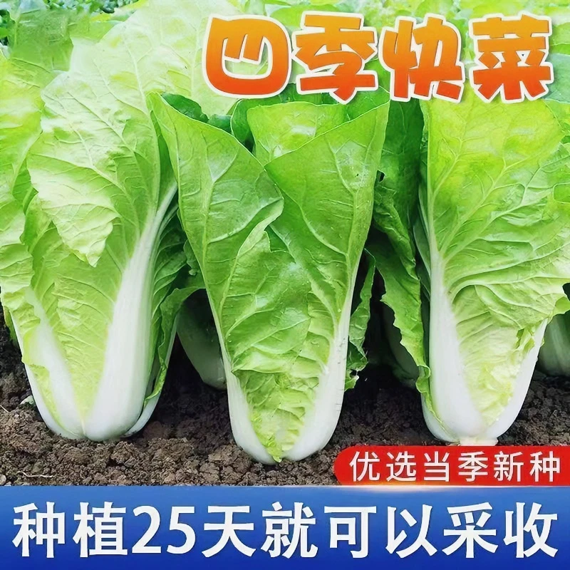 快菜奶油种子20天成熟耐热耐高温四季速生高产小白菜种子蔬菜种子
