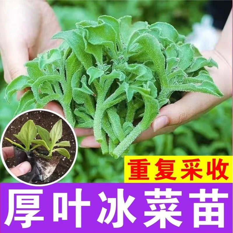 冰菜苗大苗冰草种子菜苗批发种菜苗寿光蔬菜种籽冰菜大苗四季盆栽
