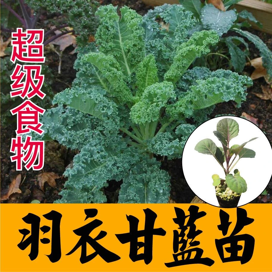 羽衣甘蓝苗秧四季盆栽春秋耐寒高产山东寿光牡丹菜紫绿甘蓝种子