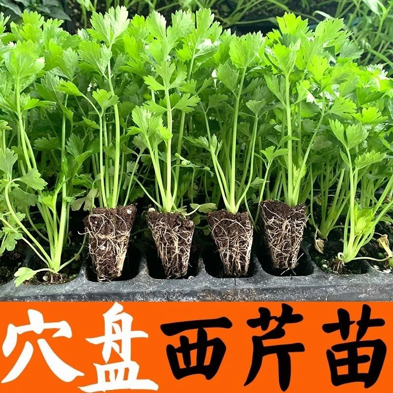 芹菜苗四季香芹水芹西芹种子秋季盆栽阳台蔬菜种籽孑幼苗秧苗带土