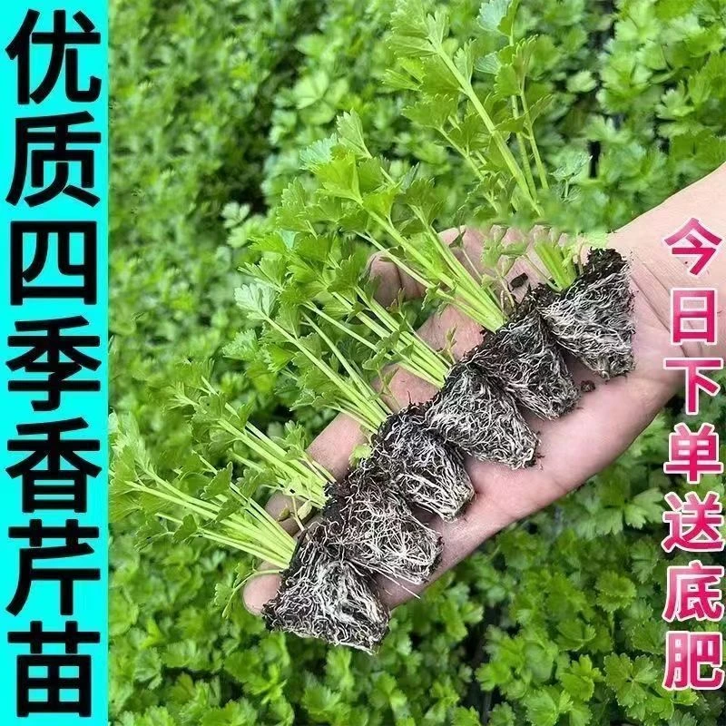 芹菜苗四季芹菜苗皇后大西芹苗秧苗玻璃脆芹菜苗香芹苗高产蔬菜苗