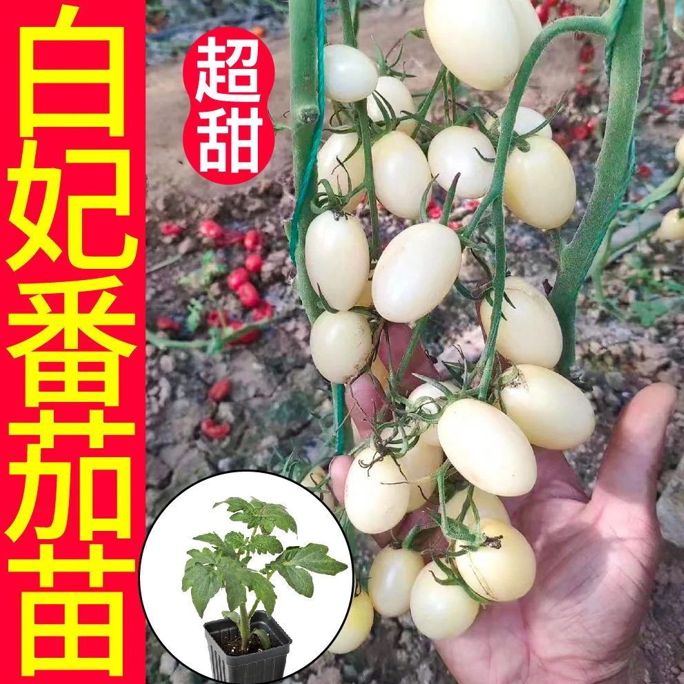 寿光超甜白妃樱桃番茄苗秧白珍珠西红柿苗圣女果种子四季盆栽阳台