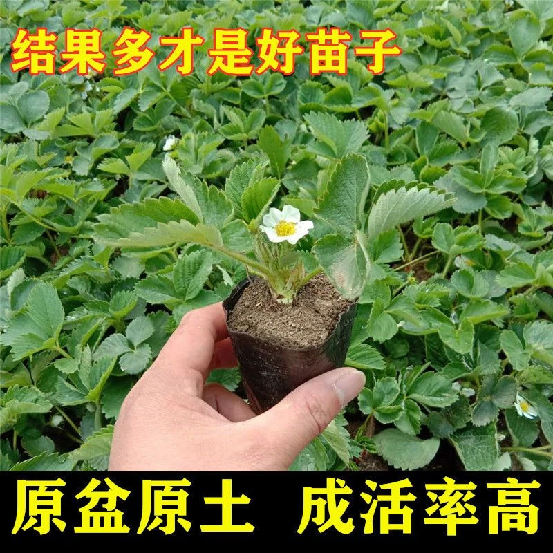 草莓苗原盆原土发货四季开花结果适合南北方庭院阳台奶油红颜章姬