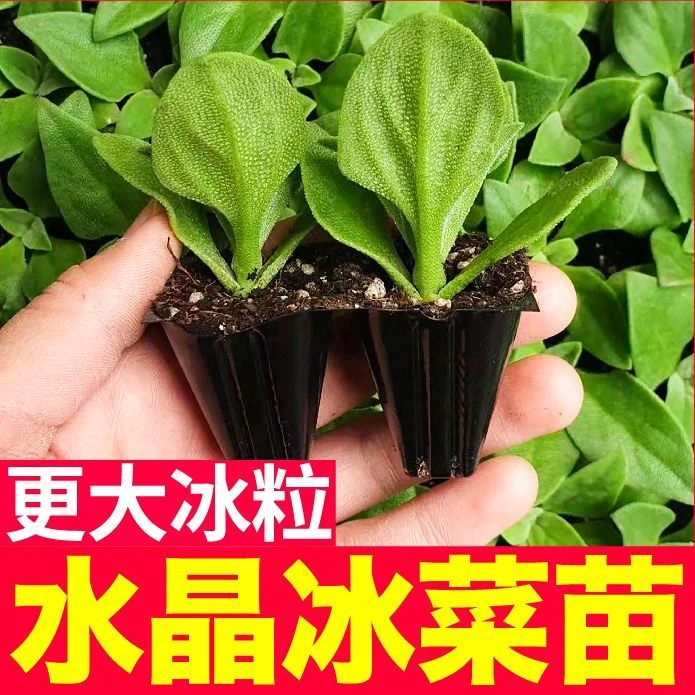 高钙水晶冰菜苗秧带土球高产大叶冰草种子籽春秋四季阳台盆栽种苗