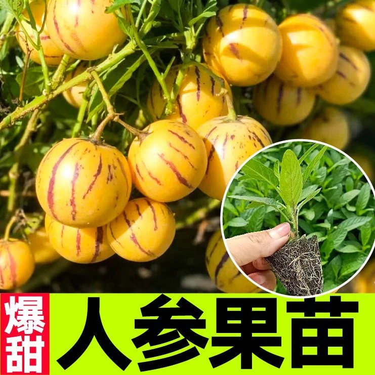 正宗圆果人生果苗秧带土球特甜黄心奶油人参果盆栽苗春秋四季高产