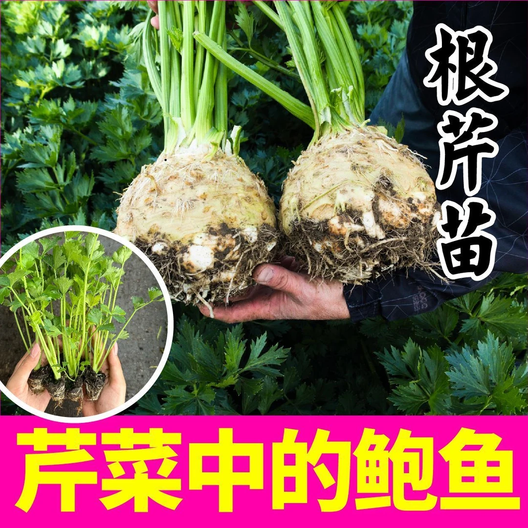 芹菜根芹苗秧带土球四季春秋盆栽正宗西芹苗香芹种子蔬菜秧苗高产