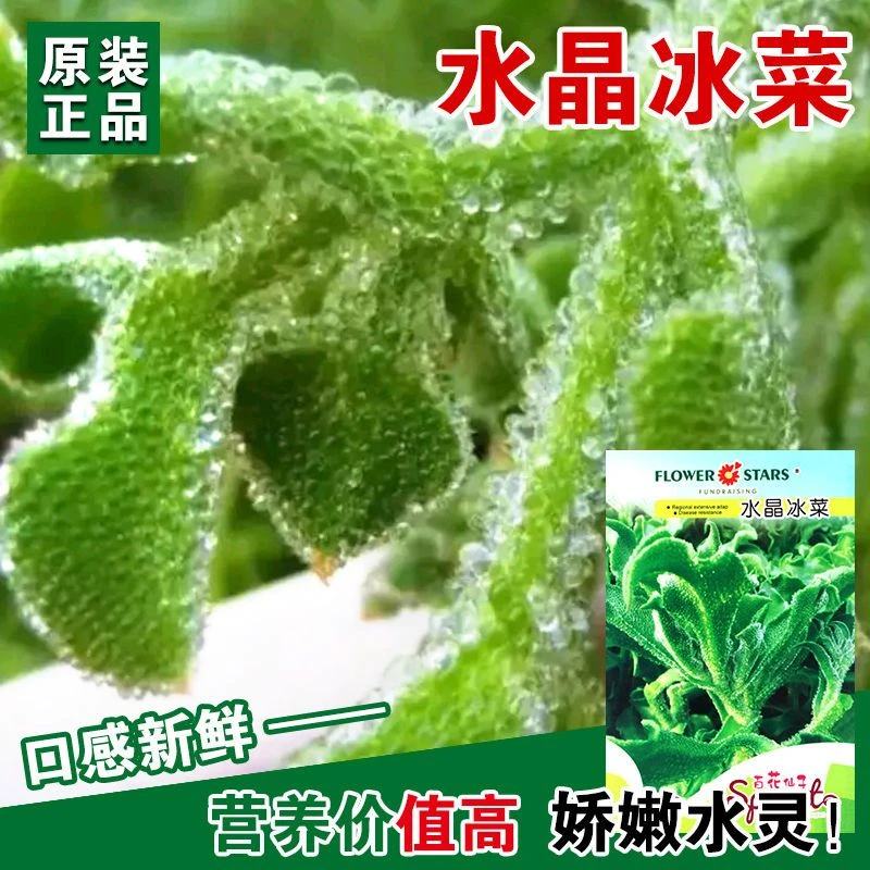 水晶冰菜种子冰草冰菜四季春秋播高产青菜水晶菜种籽庭院蔬菜种孑