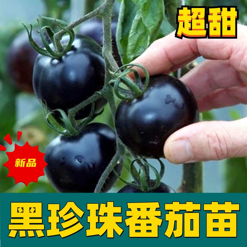 糖水炸弹黑番茄苗秧黑珍珠黑美人西红柿圣女果种子籽四季盆栽包邮